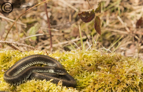 Grass snake (natrix natrix persa) Garry Smith